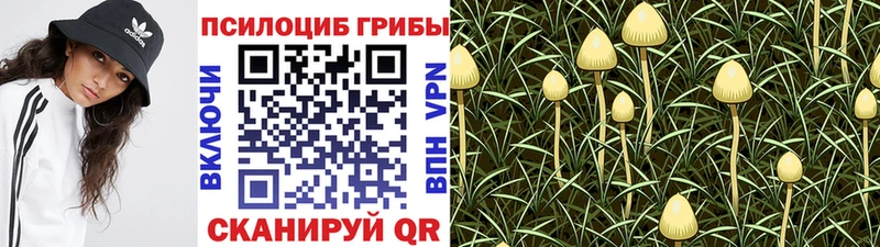 мега рабочий сайт Юрьевец Галлюциногенные грибы Psilocybe